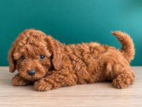 Sevimli poodle bebekler