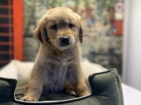 Golden retriever erkek yavrumuz @petclubadanaa