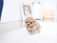 Pamuk yavrumuz maltipoo