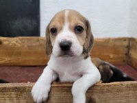Beagle yavrularımız ırk garantilidir