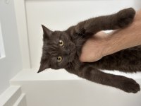 5,5 aylık dişi british shorthair dik kulak