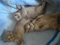 Scottish fold 4 adet son yavrularımız