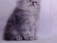 3 aylık tuvalet eğitimli persian yavru kedimiz