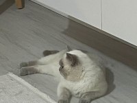 Ücretsiz sahiplendirmek istiyorum kedimizi