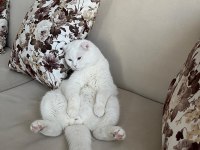 Scottish fold erkek kedimiz