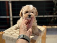 Ruhsatlı çiftlikde ziyarete açık kore maltipoo