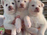 Husky Yavruları