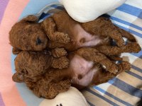 DÜNYANIN EN ZEKİ IRKI TÜY DÖKMEZ KOKU YAPMAZ KIVIRCIK POODLE