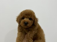 Orjinal TOY Poodle Erkek Yavrumuz Irk Ve Sağlık Garantili
