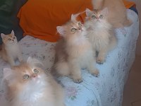 Full şecereli golden british longhair kardeşler
