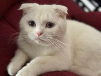 10 aylık scottish fold