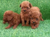 Teacup Kore Poodle Yavrular