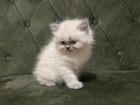 Dişi ve erkek british longhair bebekler