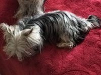Muhteşem kaliteli yorkshire terrier