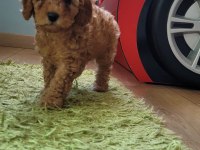 Dişi 50 günlük toy poodle