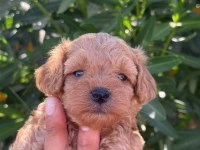 Sevgıyle Buyuyen Maltıpoo Yavrularımız