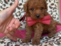 Toy Maltipoo Bebekler