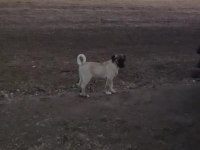 Kangal yavruları