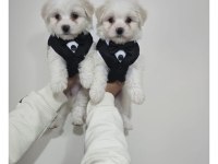 MALTESE KÖPEKLER MİNİ PUPPY