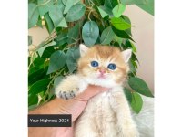 Golden British Shorthair Yavrularım