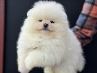 Yarışma düzeyinde sçr li pomeranian petmode den