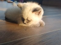 7 nisan doğumlu 2 erkek british shorthair