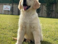 Baby Face Golden Retriever Yavruları