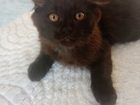 Çok uysal minik yavru british longhair