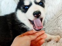 Safkan husky yavrularım