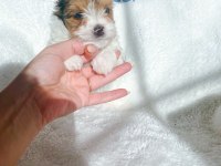 Petmode köpek çiftliğinden show kalite morkie yavrular