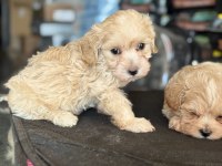 Yasal ruhsatlı çiftlikden maltipoo yavrular
