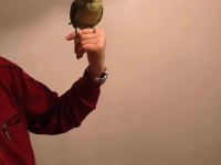 Acil satılık alexander papağanı 3 aylık