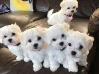 Kore maltese yavrularım