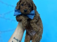 Renk kürk ve ırk garantili toy poodle bebeklerim