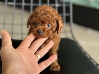 Tea cup kore poodle yavrular petmode den