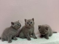 KOCA KAFA YAVRU KEDİLER AA KALITE SAFKANDIR
