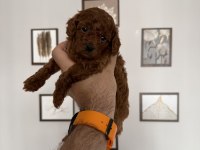 Peluş Tadında Orjinal Minik Boy Poodle Bebekler