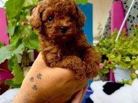 Kore poodle erkek çocuk