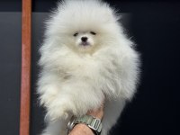 Fcı export sçr belgeli teddy bear face pomeranian lar