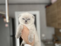 SCOTTISH FOLD BLUE POİNT YAVRULARIM 