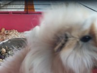Oyuncu ginepig