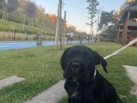 Yavru Cane Corso 3 Aylık Akılı Köpek