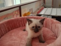 NADİR BULUNAN SİYAM KEDİSİ YAVRULARIMIZ