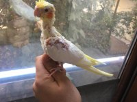 YAVRU SULTAN PAPAĞANI BULUNUR DAMIZLIK ÇİFT BULUNUR