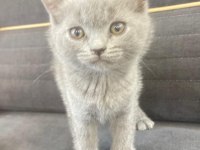British shorthair orjinal