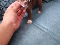 Orjinal dişi elma kafa chihuahua