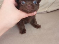 Safkan bir erkek chihuahua
