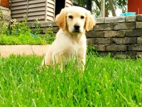 Depremzede Golden Retriever