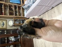 Sağlıklı Guinea Pig yavruları