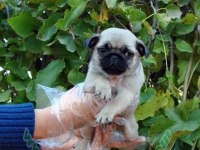 Irk Ve Sağlık Garantili Pug Köpeğimiz